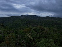 Rain forest from Sky rail Kulandra II